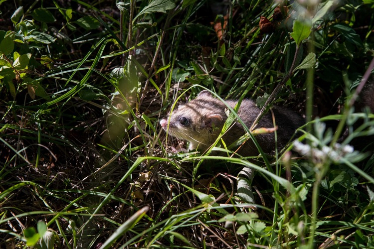 Close up of dormice.