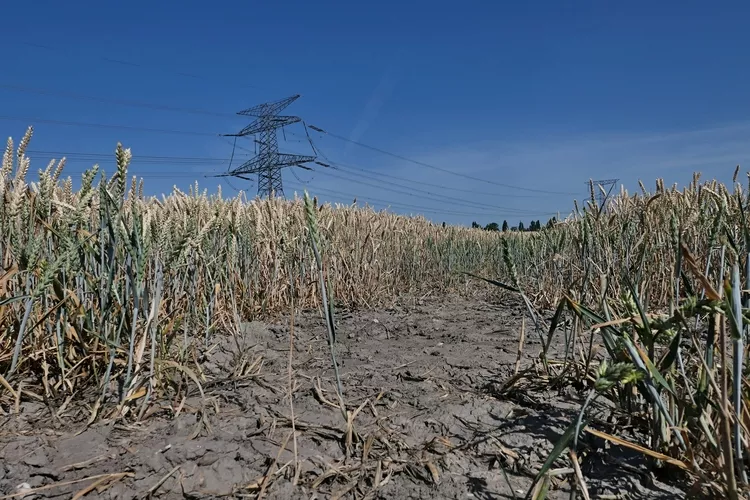 Pathway with visible dry soil on riping whey (Triticum) field, during summer drought season 2025 in western Slovakia. Electricity pylons in background.