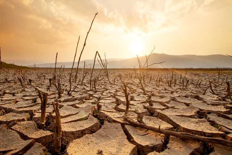 Dry landscape with dead/dying trees