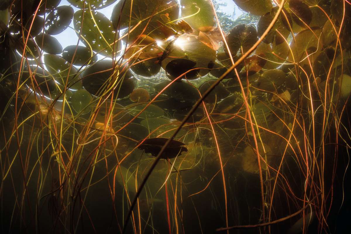 Beneath the surface of a pond filled with pond lilies
