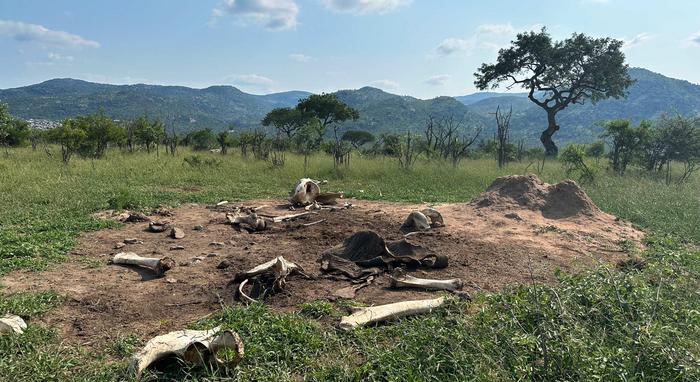 An elephant transforms the spot where it dies, with a legacy that lasts long after the body is gone and the bones are scattered.
