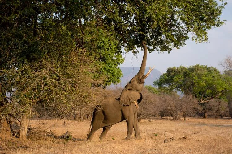 Young male bull elephant with ivory tusks reaching trunk up, stretching to feed on tree leaves. 