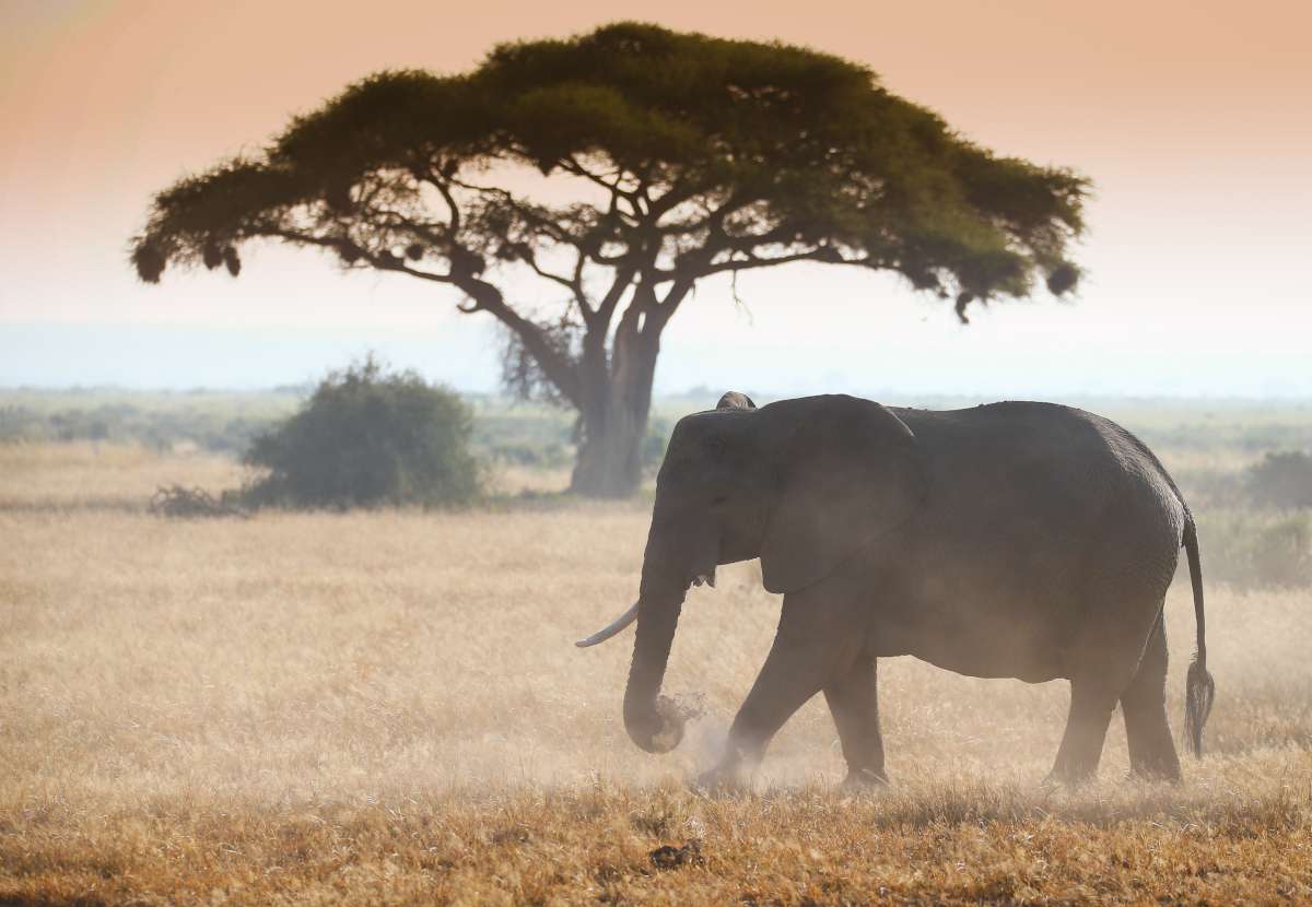An African elephant crosses the savannah