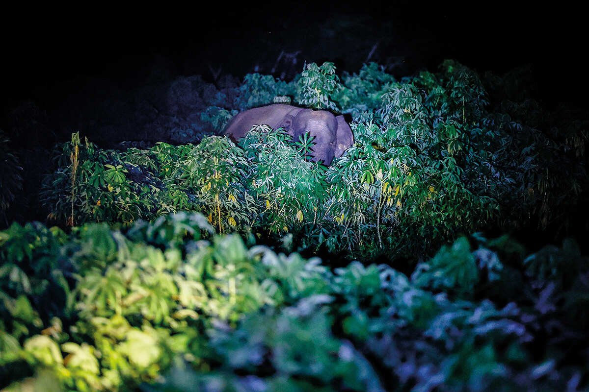 Wild elephants gather at night around plantations in search of food near the village of Tegal Yoso, on the park’s border