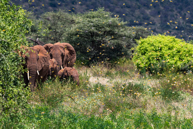 Swarm of invasive desert locusts flying through lush vegetation, annoying a herd of African elephants in Samburu National Reserve, Kenya