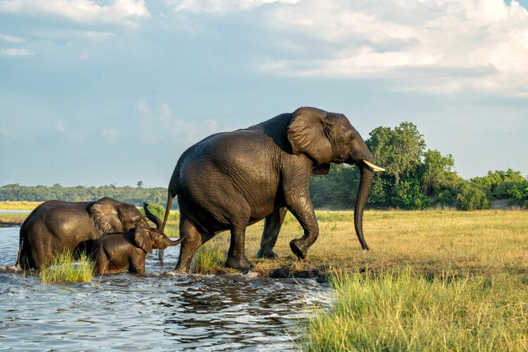 Close encounter with Elephants crossing the Chobe river between Namibia and Botswana in the late afternoon seen from a boat.