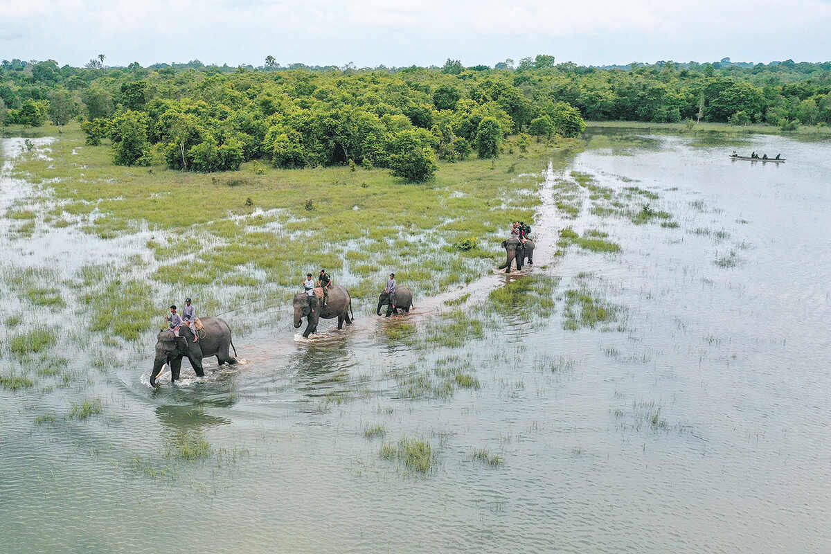 Elephants are used to traverse the often flooded terrain