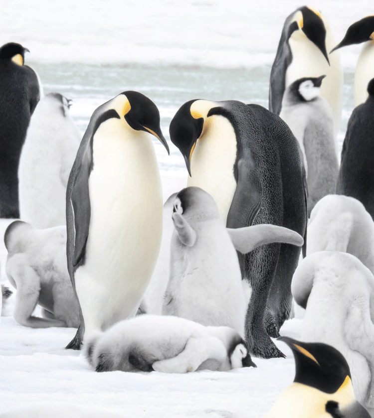 Emperor penguins on Snow Hill Island