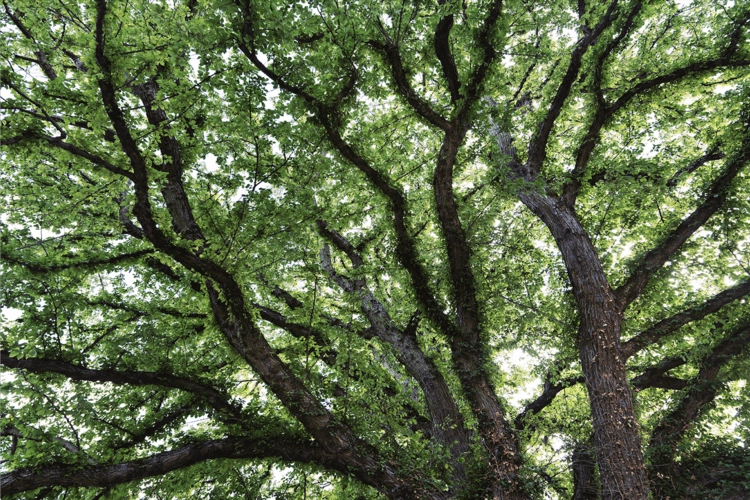 How the elm is defying extinction in Great Britain