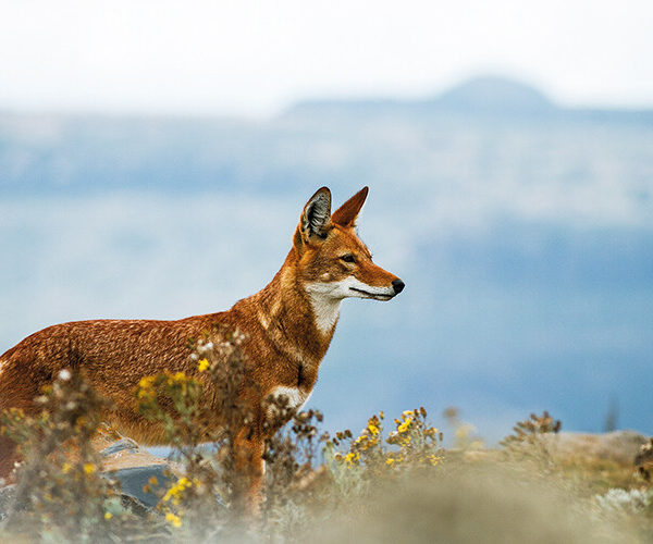 Ethiopian wolves, also known as Simien jackals and Simien foxes, are endemic to the Ethiopian highlands