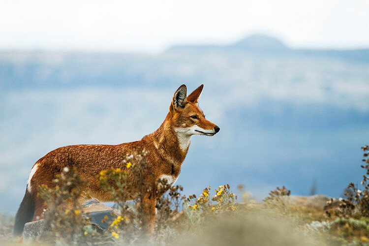 Ethiopian wolves, also known as Simien jackals and Simien foxes, are endemic to the Ethiopian highlands