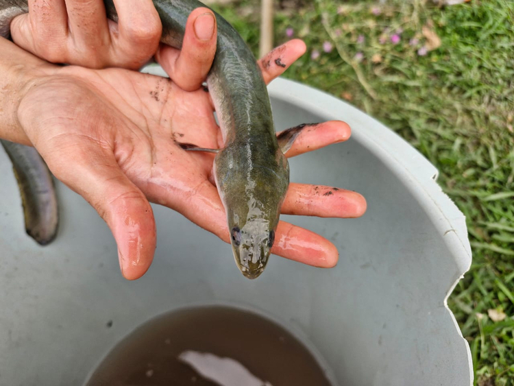 A European eel was captured as part of research fishing activities (with suitable permits) and was released alive and well.