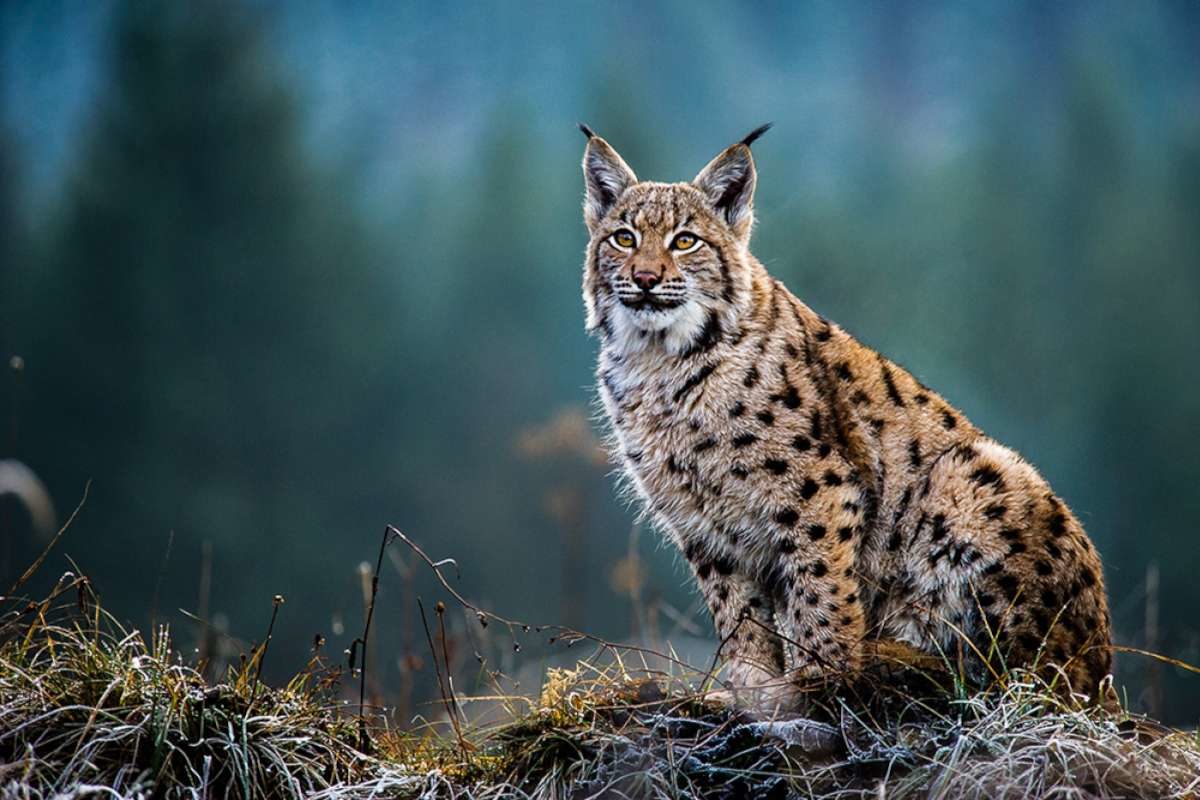 The lynx is a keystone species in rewilding projects