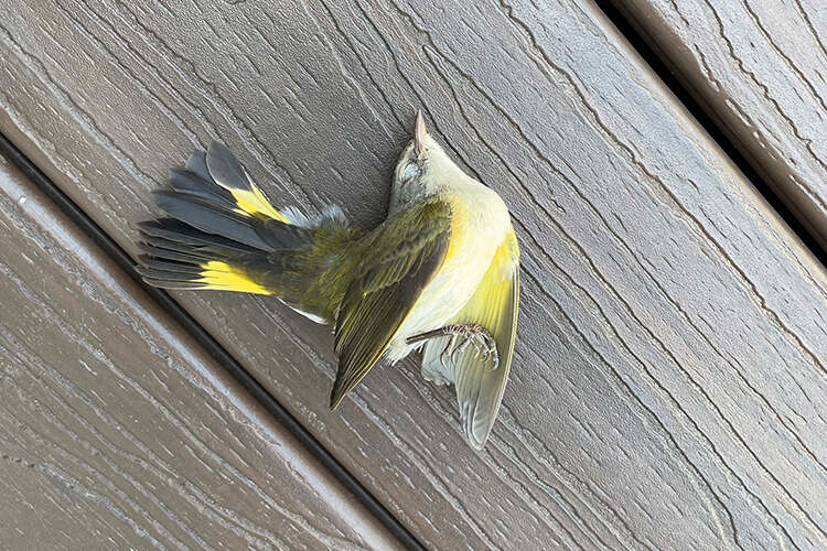 An American redstart, stunned after flying into a window