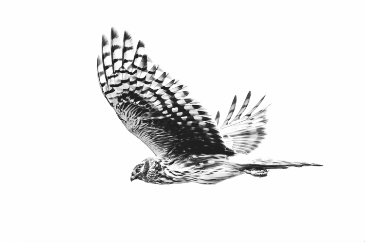 Female hen harrier, North Yorkshire