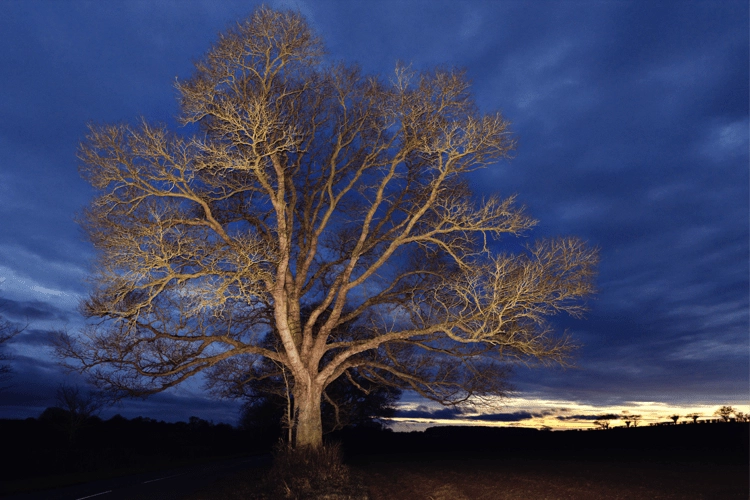 Field elm tree in Bartlow, in the dark.