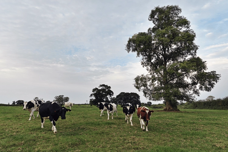 How the elm tree defies extinction in the UK - Geographical