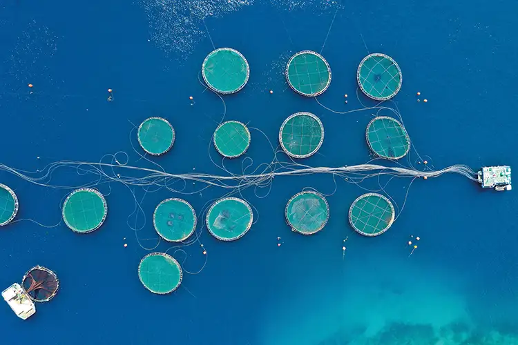 Can the sea keep feeding the world?