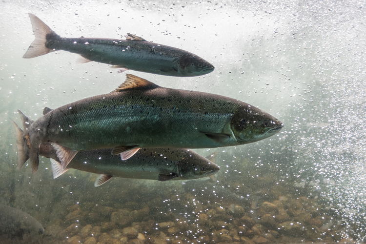 Fish in river