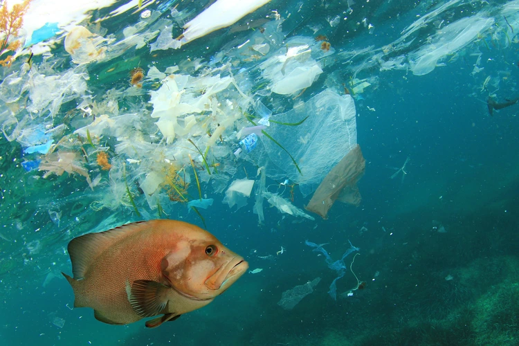 Fish with plastic pollution