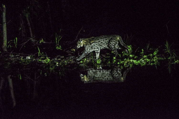 Fishing cat caught on a camera trap