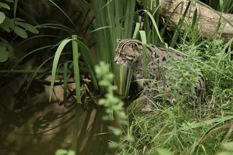 Fishing cat on grassy bank