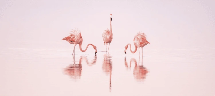 A trio of American flamingos peer into the pink-stained waters Ría Largartos, Yucatán, Mexico