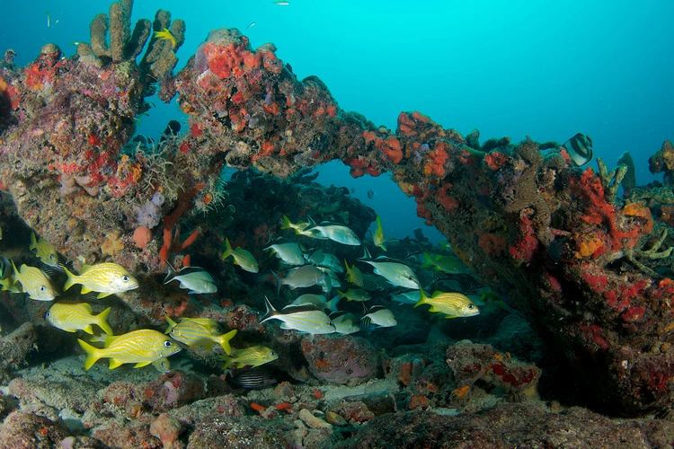 Florida reef with fish