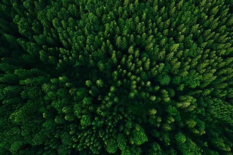 Forests from aerial view