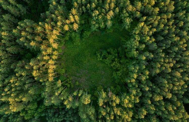 Forest, aerial view.