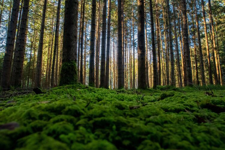 A view of a forest from a low angle, with many tall and thin tree trunks.