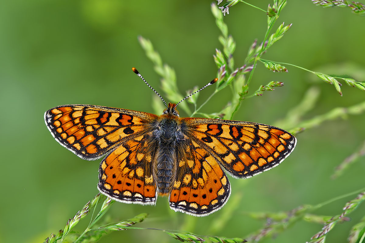 Marsh fritillary on a plant