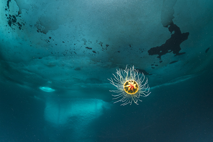 View of a tiny benthic hydromedusa in polar waters