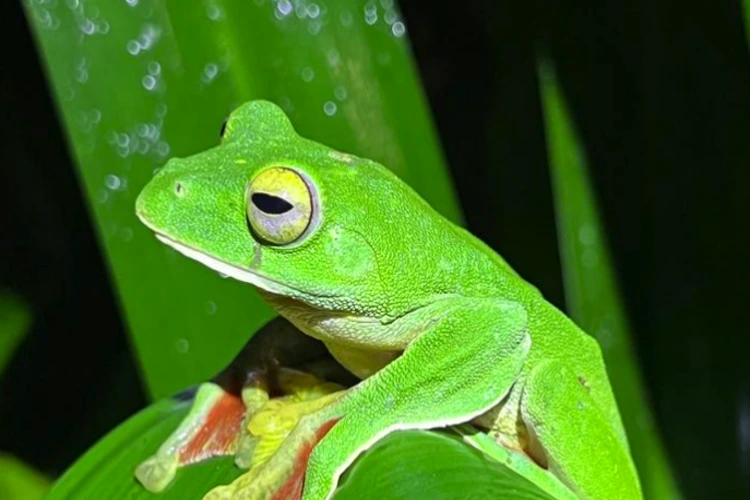 A Malabar gliding frog (Rhacophorus malabaricus) hides between foliage in the Western Ghats mountains in southern India. This family of tree frogs has had more species go extinct than any other amphibian family.