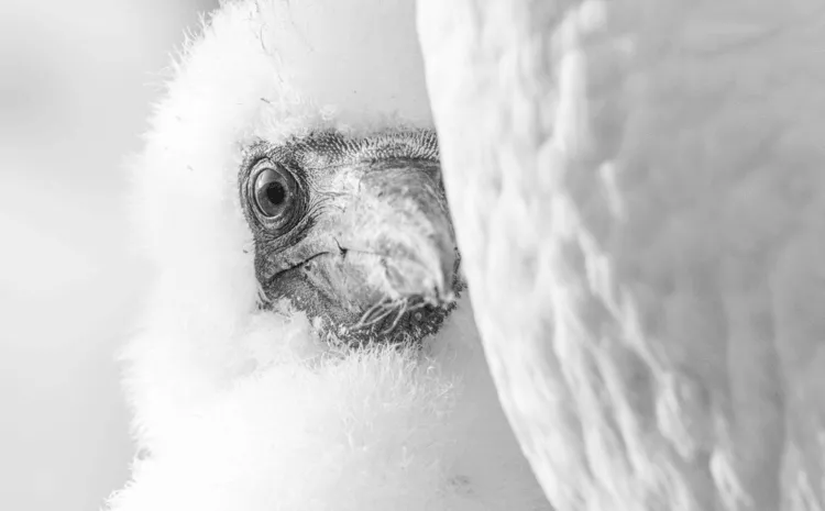 The birds are harvested before they are fully fledged.