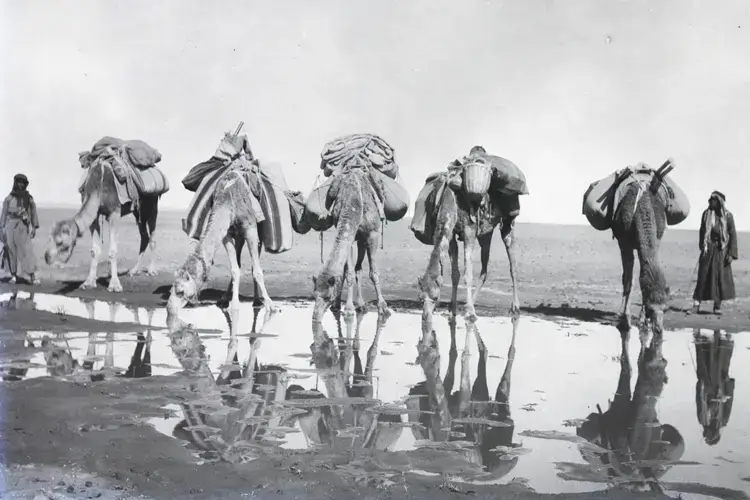Gertrude Bell’s caravan at a watering place in north-west Saudi Arabia, 25 January 1914