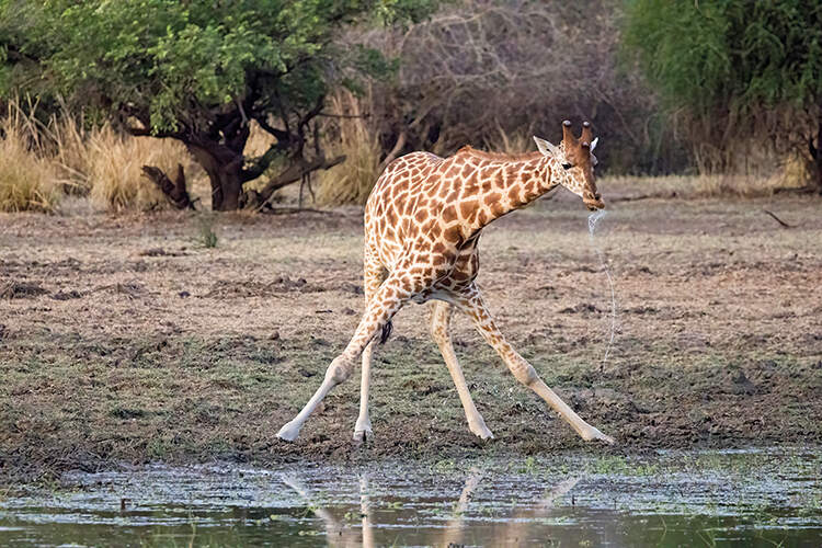 Kordofan giraffes have no markings on their lower legs