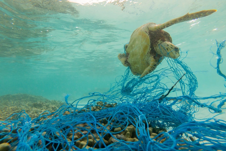 Green turtle stuck in discarded fishing net.