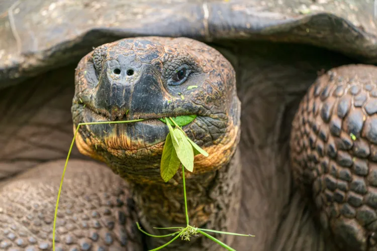 A giant tortoise in the breeding
centre in the Galápagos Island