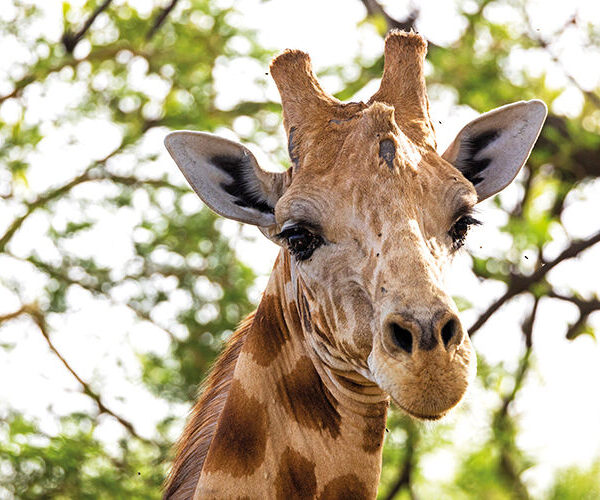 The Kordofan giraffe is smaller than other giraffe subspecies