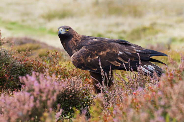 Police investigate Scotland’s missing golden eagle