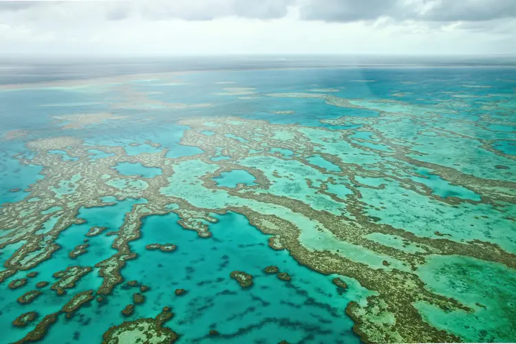 ‘Catastrophic’ mass bleaching event hit Great Barrier Reef in 2024, study finds