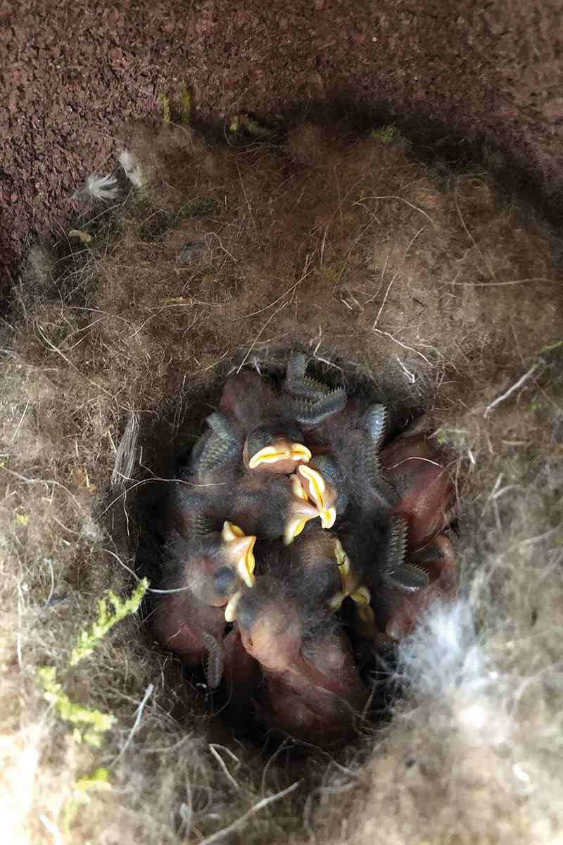 A great tit nest in bison fur with great tit babies