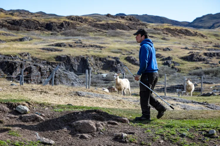 Aqissiaq Frederiksen rounds up sheep