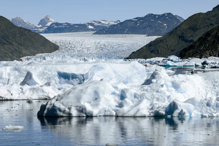Sheep grazing near the ice in Greenland