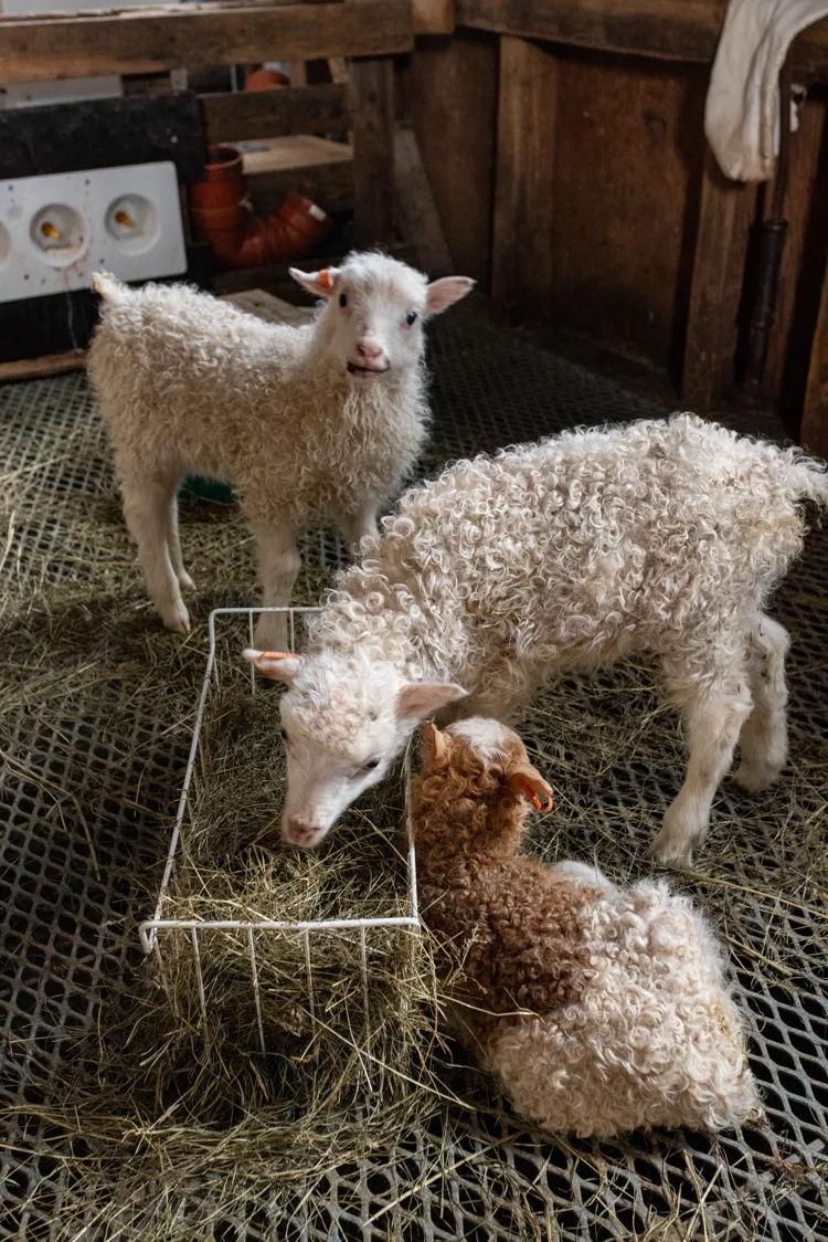 Lambs in a barn in Greenland