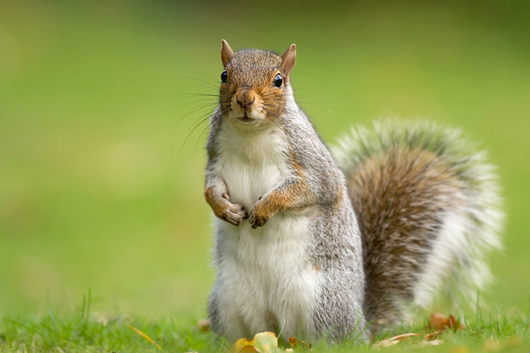 Grey squirrel cull not necessary for biodiversity, says expert