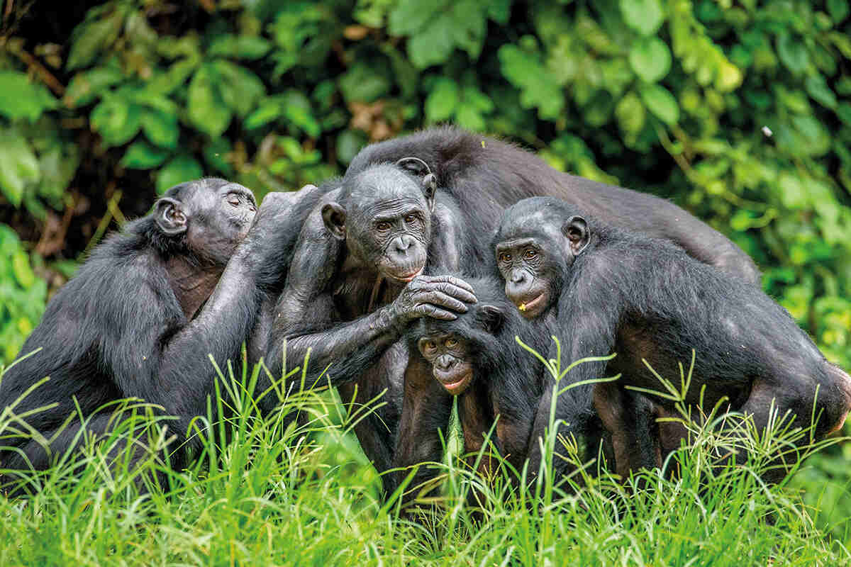 A group of bonobos