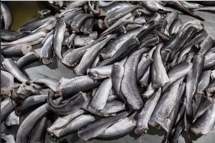 How acoustic technology could end the conflict between Namibia’s fur seals and hake fishers