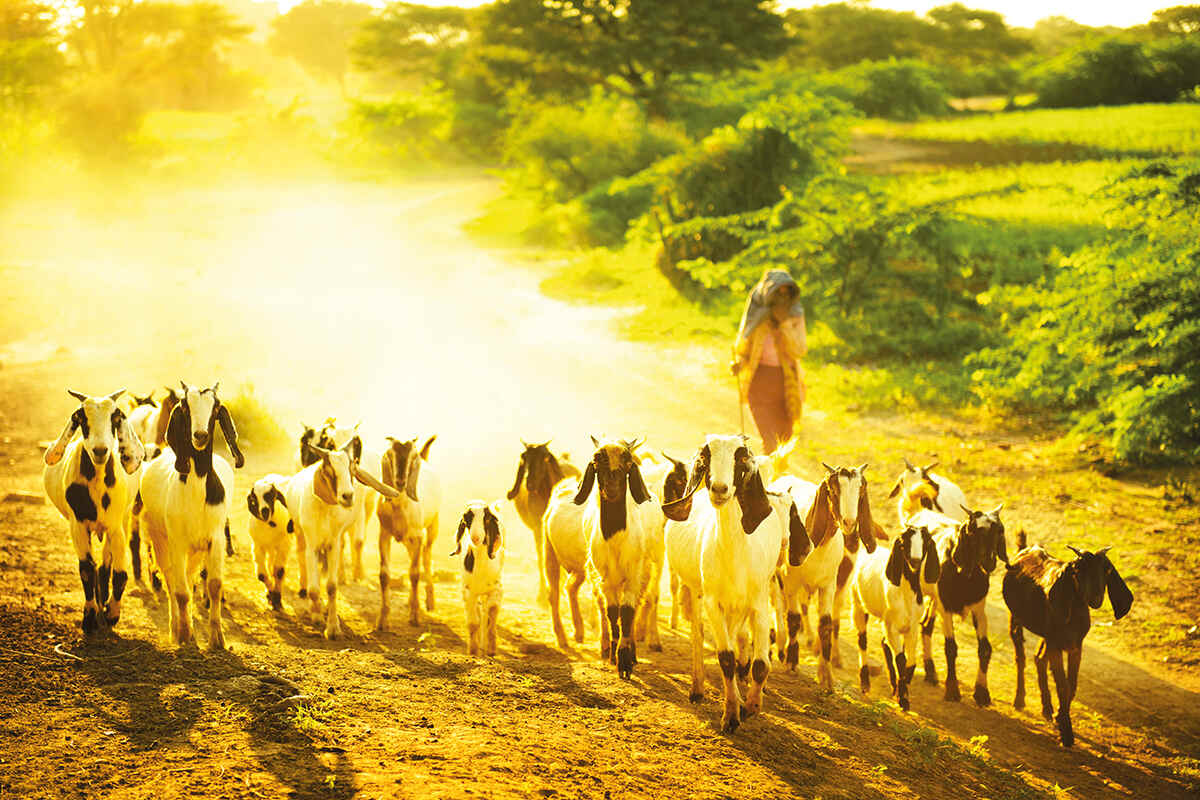 pastoralism-under-threat-geographical